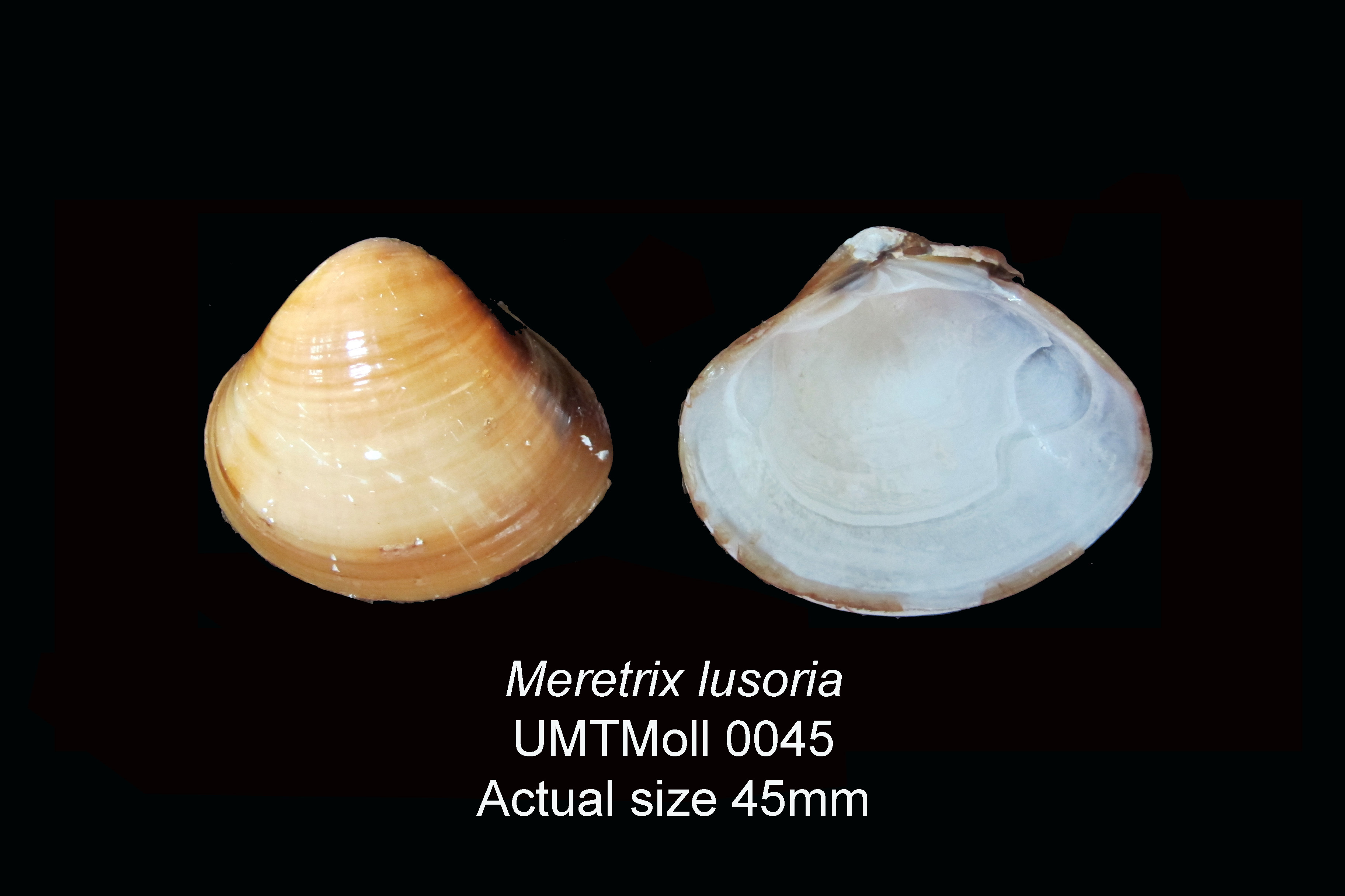 Specimen image